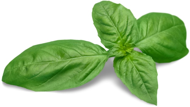 Fresh basil