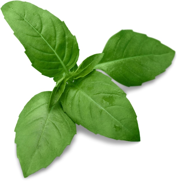 Fresh basil