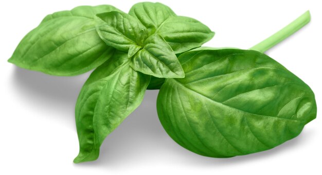 Fresh basil