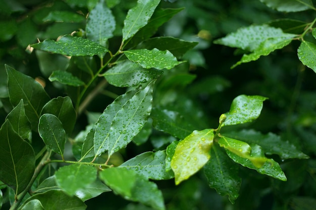 Fresh bay feaves background close up laurel tree branches