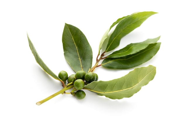 Fresh bay laurel twig with seeds isolated on white background Laurus nobilis