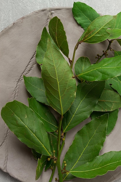 Fresh bay leaf branch on a gray background top view no people