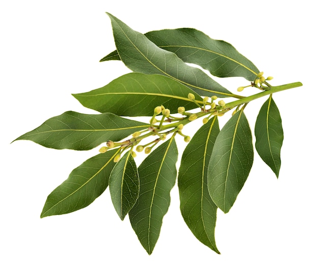 Photo fresh bay leaves branch isolated on white