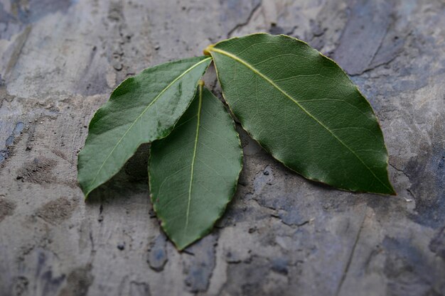 Fresh bay leaves. Selective focus