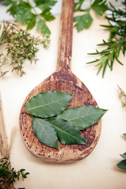 Fresh bay leaves