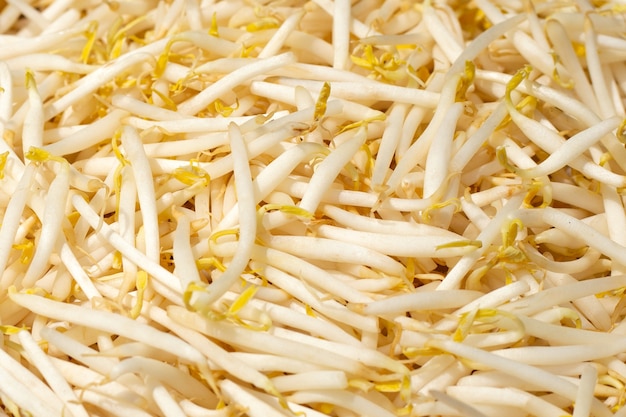 Fresh bean sprouts background. Close up