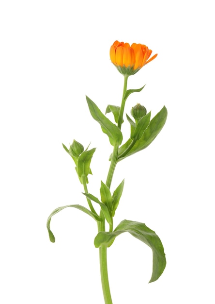 Fresh beautiful calendula flower isolated on white