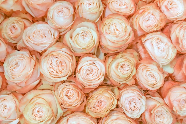 Fresh, beautiful creamy roses background.