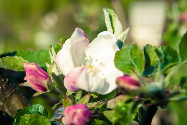 Fresh beautiful flowers of the apple tree