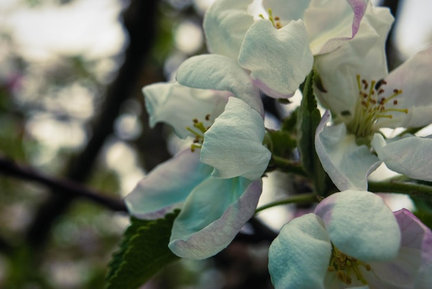 Фото Свежие красивые цветы яблони