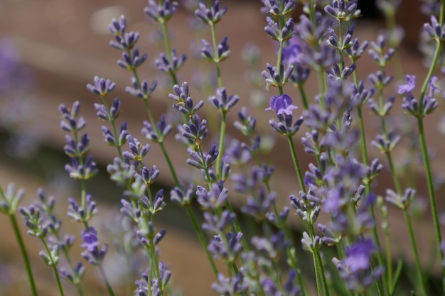 Fresh beautiful lavender bush on a dark background with green leaves