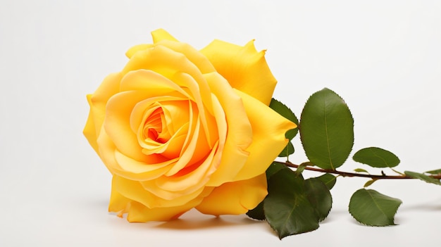 Свежая красивая желтая роза на белом фоне