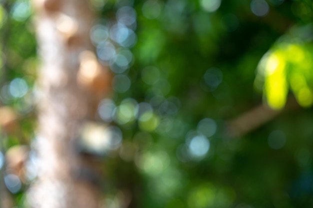 Fresh beautyful nature green tree blurry and bokeh background in the jungle