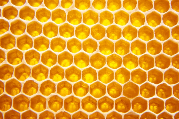 Fresh bee honey in a honeycomb on the light close-up