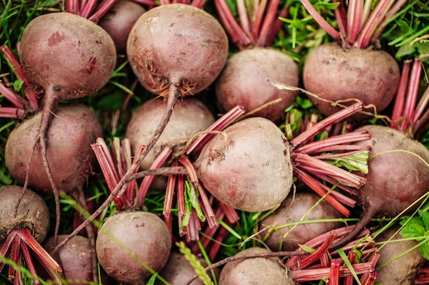 Fresh beet on soil in garden