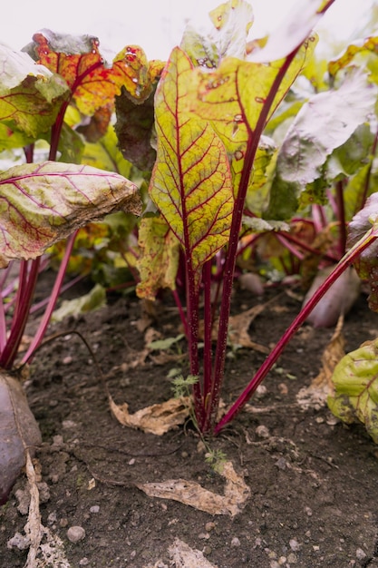 Fresh beets in the garden