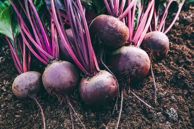 Photo fresh beets harvest fresh organic beet beetroot on the ground