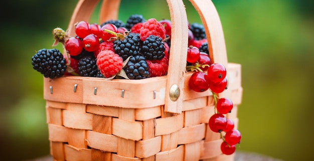 Fresh berries in basket closeup of summer raspberries and blackberries outdoors