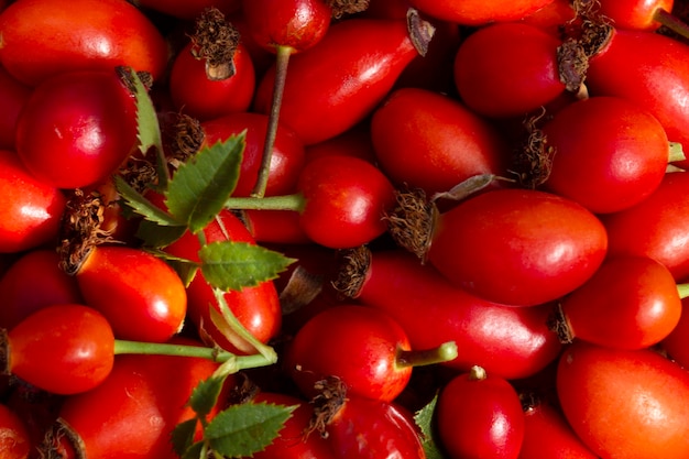 Fresh Berries from the dog rose