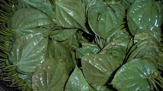 Свежий лист бетеля на рынке Здоровый зеленый лист бетеля