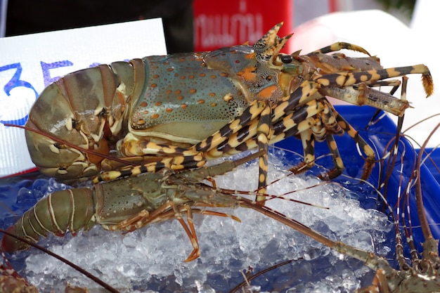 Photo fresh big prawn