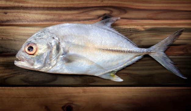 Photo fresh bigeye trevally fish.