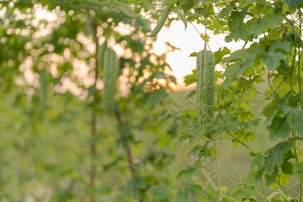 有機野菜農場の木の新鮮なゴーヤまたはゴーヤの成長