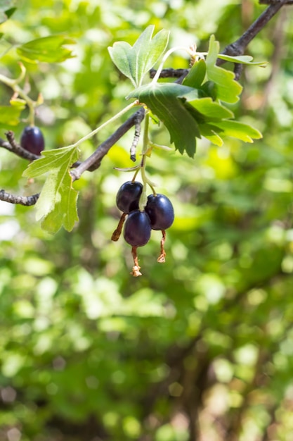 Fresh black currant and leaves on branch in light summer garden