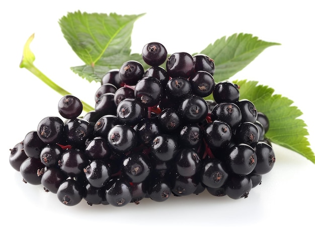 Fresh Black Elderberry Fruits Isolated on White Background with Green Leaves Group of Berry Objects