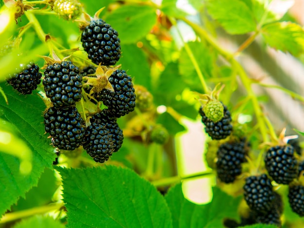 Fresh blackberries in the garden on a branch Bouquet of ripe blackberry fruits Rubus fruticosus on a branch with green leaves in a farm