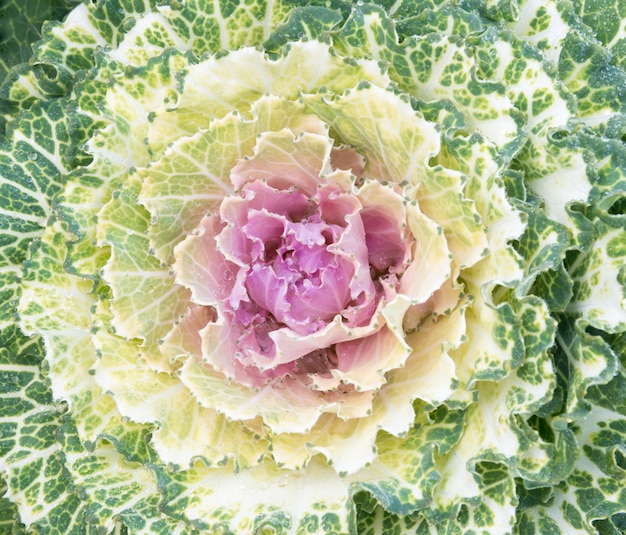 Fresh blooming cabbage