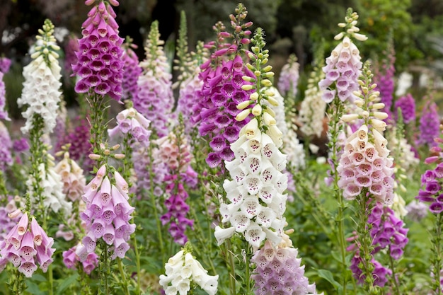 Fresh blooming digitalis