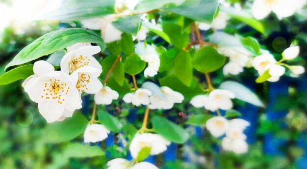 Fresh blooming jasmine with sunlight and highlights in the garden. Summer day, growing plant, green leaves with white flowers. Bright colorful bokeh, glare banner, poster in nature with copy space