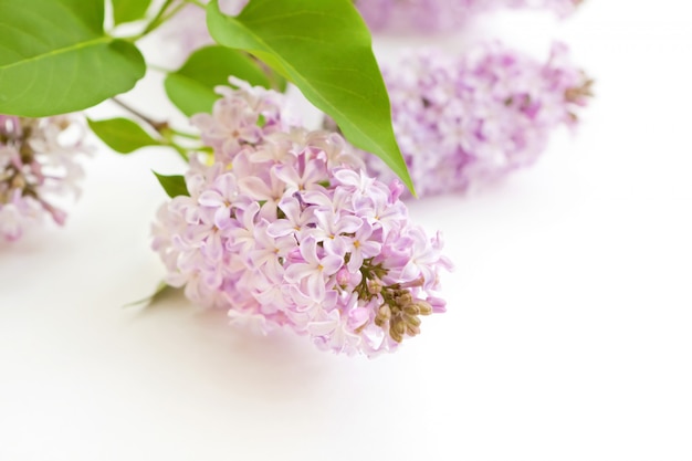 Fresh blooming lilac