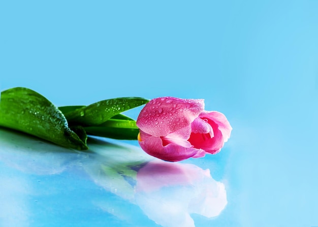 Fresh blooming tulip on a reflective surface