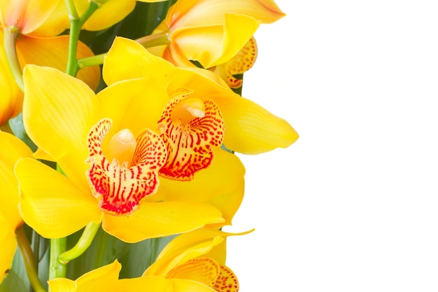 Fresh blooming yellow orchid flowers and green leaves border isolated on white background