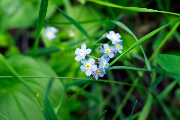 庭からの新鮮な青いワスレナグサの花と上からの春