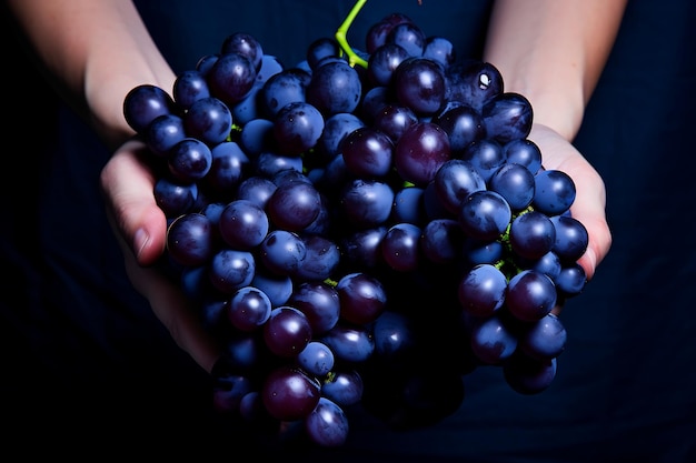 Fresh Blue grapes Hand holding Blue grapes fruits