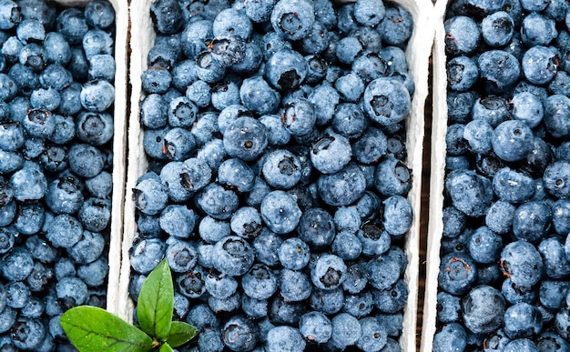 Fresh Blueberries