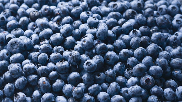 Fresh blueberry background. Texture blueberry berries close up.