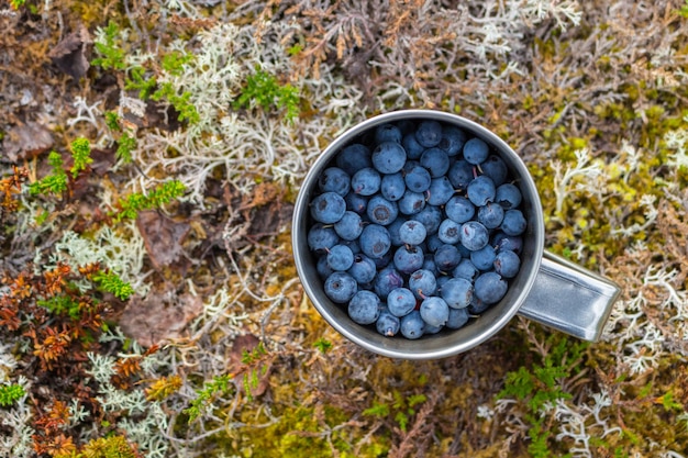 Fresh Blueberry in Metal Mug after Harvesting in Nature