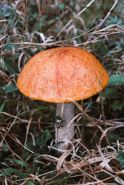 Fresh boletus mushrooms