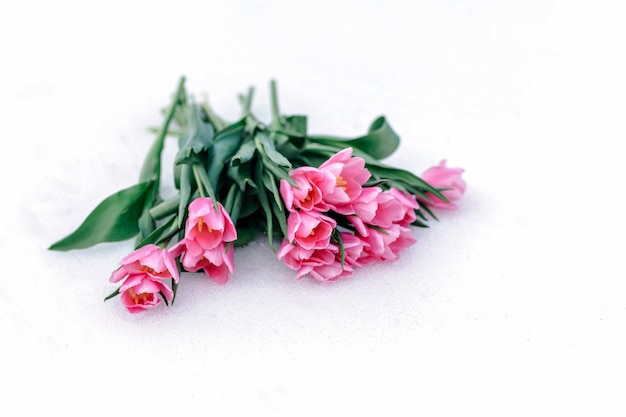 白い背景の上のピンクのチューリップのクローズアップの新鮮な花束。春のテーマ。