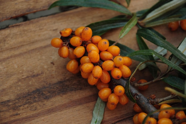 Fresh branch of sea buckthorn