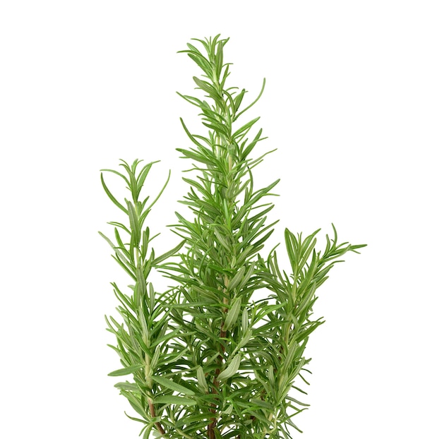 Fresh branches of rosemary with green leaves isolated on white background. Spice for meat, fish