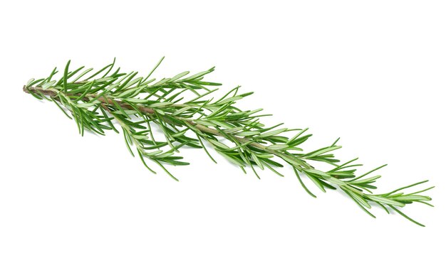 Fresh branches of rosemary with green leaves isolated on white background Spice for meat fish