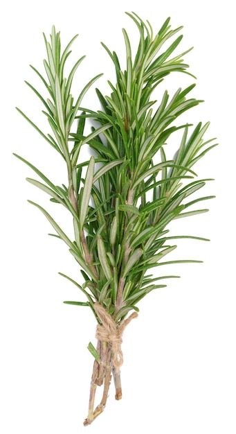 Fresh branches of rosemary with green leaves isolated on white background Spice for meat fish