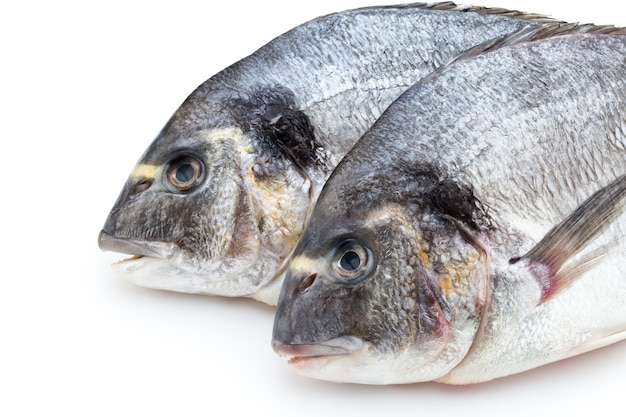 Fresh bream sea isolated on white background