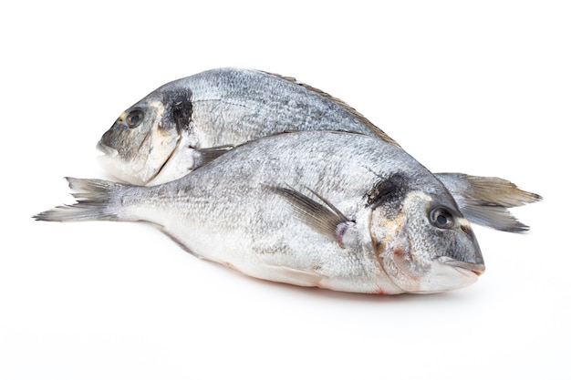 Fresh bream sea isolated on white.