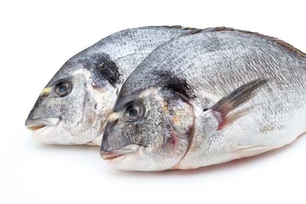 Fresh bream sea isolated.